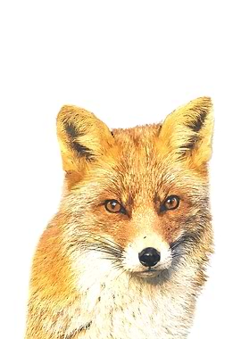 Fox Portrait