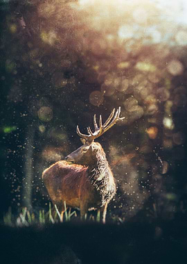 Glittering Deer