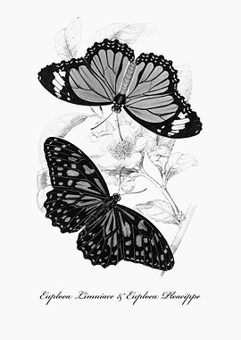 Butterflies