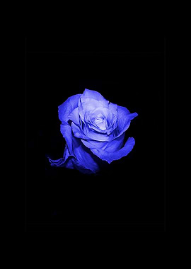 Blue rose