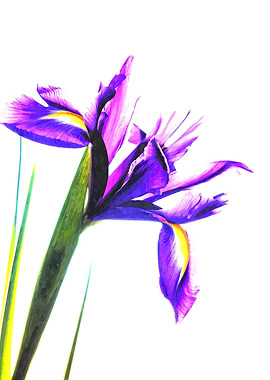Iris Illustration