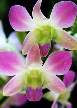 Orchid