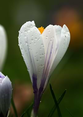 Rainy Spring Blossom
