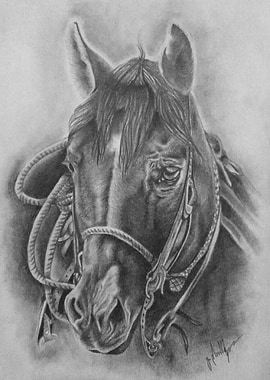 Horse Drawing