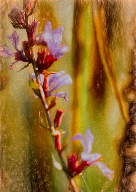 Ethereal Gladiola