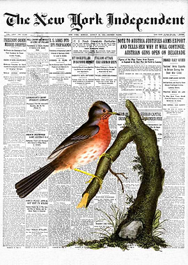 Warbler Bird Newspaper