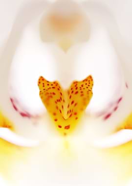 Orchid 1