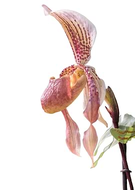 isolated orchid on white