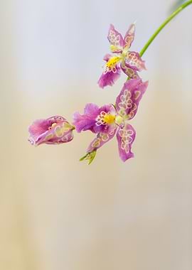 Exotic Orchids