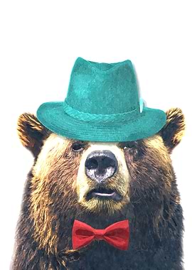 Funny Bear