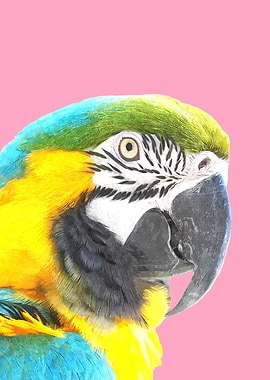 Macaw Pink Background