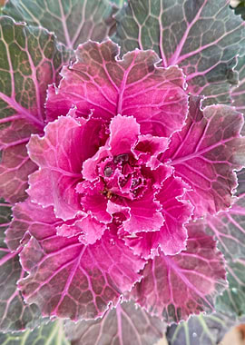 Brassica oleracea plant