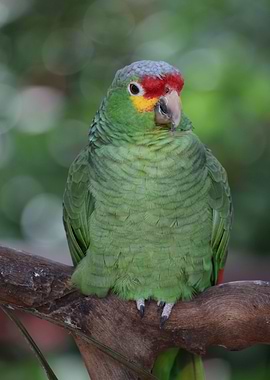 Amazon Parrot