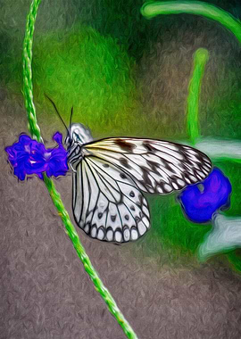 Butterfly Purple Flower