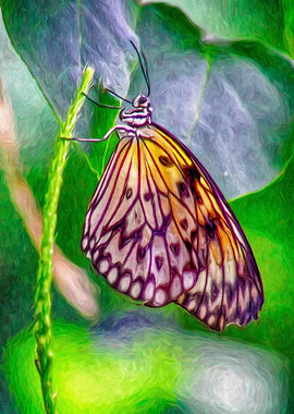 Butterfly Under a leaf