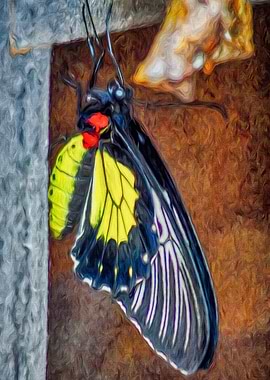 Red Yellow Butterfly