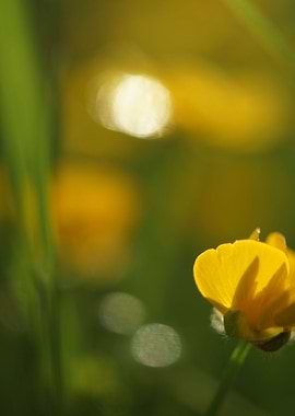 Buttercup Bokeh