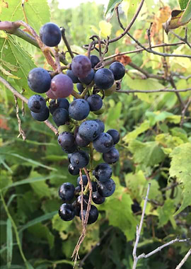 Wild Grapes