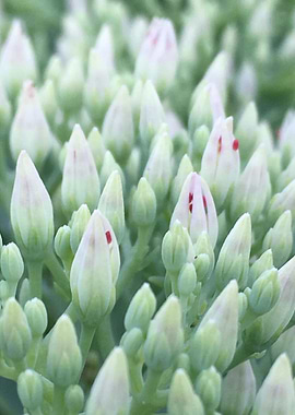 Showy Sedum