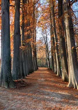 tree at park in autumn