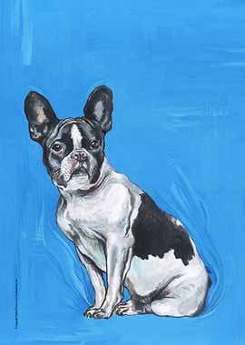 French Bulldog