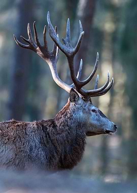 Big antler