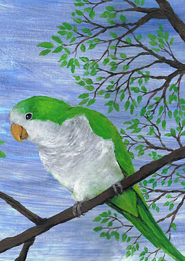 Quaker parrot