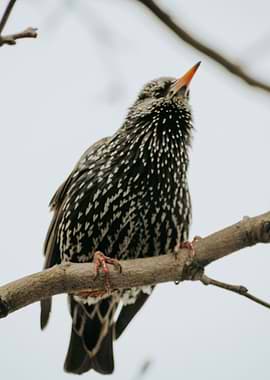 Starling I