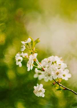 Spring Blossom