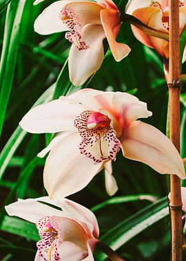 Orchid II
