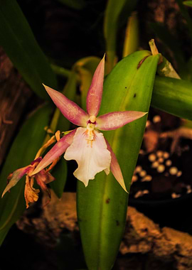 Orchid I