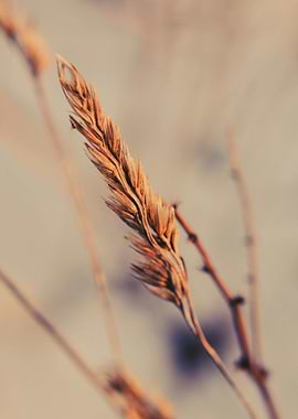 The Cather in the Rye