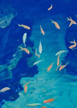 Swimming in the Ocean