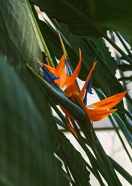 Bird of Paradise II