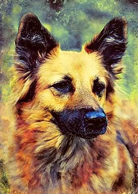 German Shepherd