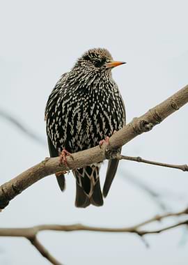Starling II