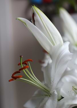 The beauty of the Lily