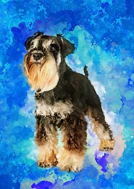 Miniature Schnauzer