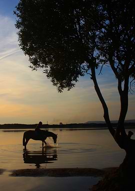 Kenfig Pool horse