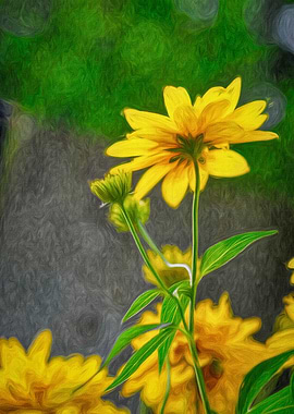 Coreopsis Flower