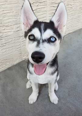 Husky Puppy