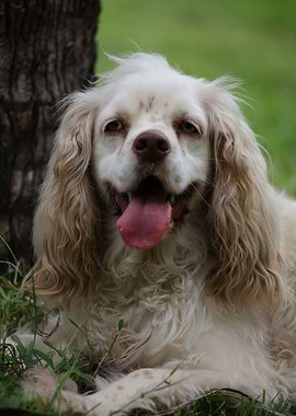 Cocker Spaniel