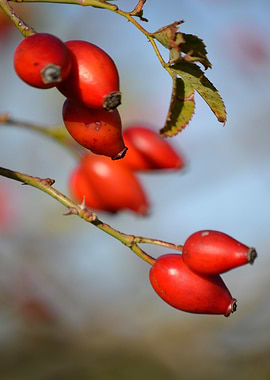 red berries