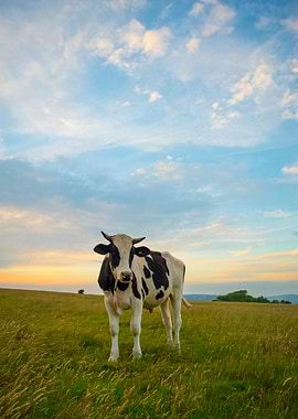 Cow on hill