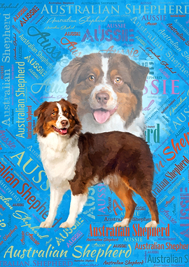 Australian Shepherd