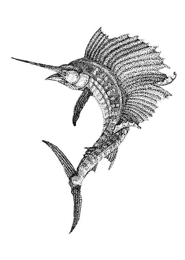Sailfish