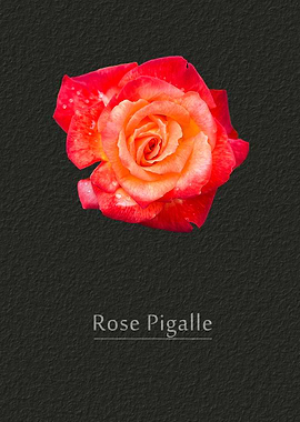 Rose Pigalle