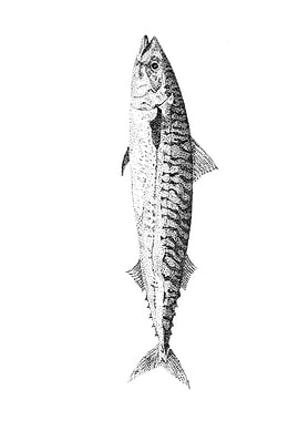 Ocean going mackerel