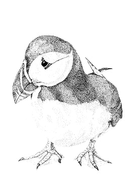 Puffin