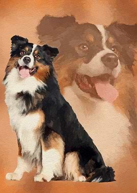 Australian Shepherd